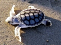 Flatback Sea Turtle