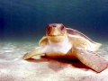Flatback Sea Turtle
