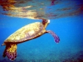 Flatback Sea Turtle