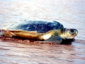 Flatback Sea Turtle