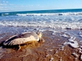 Flatback Sea Turtle