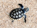 Flatback Sea Turtle