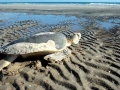 Flatback Sea Turtle