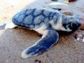 Flatback Sea Turtle