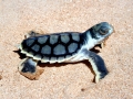 Flatback Sea Turtle