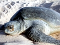 Flatback Sea Turtle