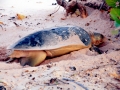 Flatback Sea Turtle