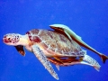 Flatback Sea Turtle