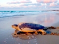 Flatback Sea Turtle