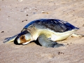 Flatback Sea Turtle