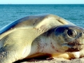 Flatback Sea Turtle