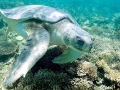 Flatback Sea Turtle