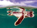 Flatback Sea Turtle