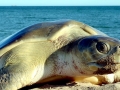 Flatback Sea Turtle