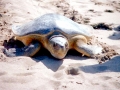 Flatback Sea Turtle