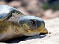 Flatback Sea Turtle