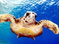 Flatback Sea Turtle