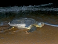 Flatback Sea Turtle
