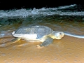 Flatback Sea Turtle