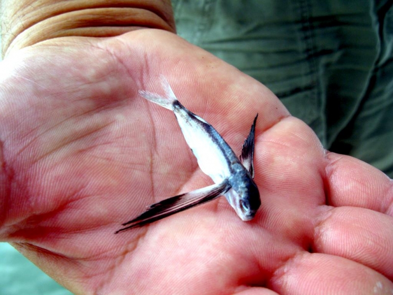 Flying Fish