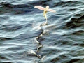 Flying Fish