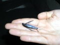 Flying Fish