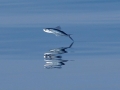 Flying Fish