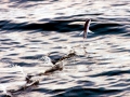 Flying Fish
