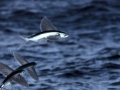 Flying Fish