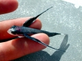 Flying Fish