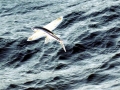 Flying Fish