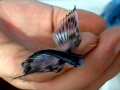 Flying Fish