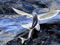 Flying Fish