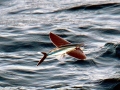 Flying Fish