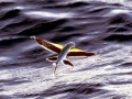 Flying Fish