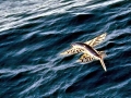 Flying Fish