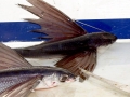 Flying Fish