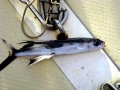 Flying Fish