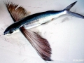 Flying Fish