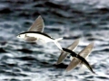 Flying Fish