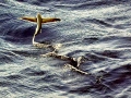 Flying Fish