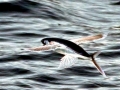 Flying Fish