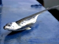 Flying Fish