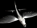 Flying Fish
