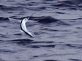 Flying Fish
