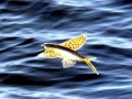 Flying Fish