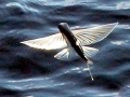 Flying Fish