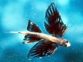 Flying Fish