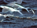 Flying Fish