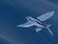 Flying Fish